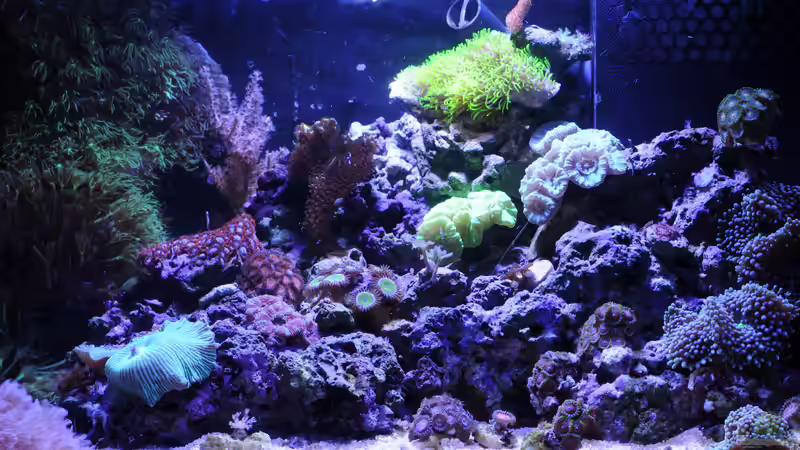 Aquarium WG-Riff von Cichlid Power (5)