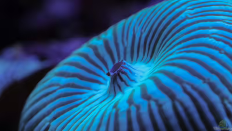 Aquarium WG-Riff von Cichlid Power (6)