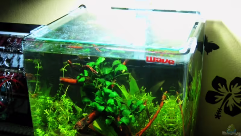 Aquarium White Pearl`s Home von Lielle (2)