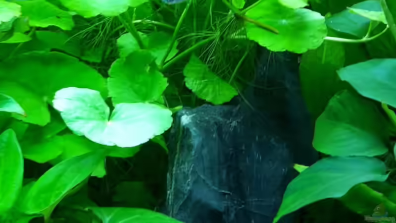 Aquarium White Sands von Glyzerine (10)