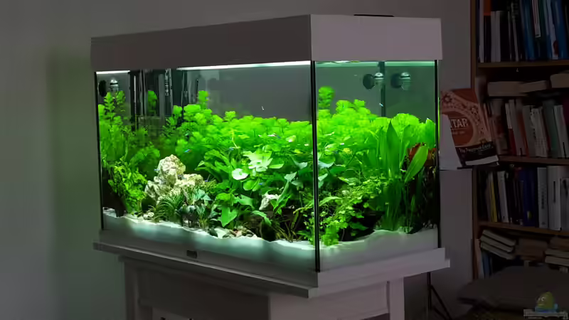 Aquarium White Sands von Glyzerine (11)