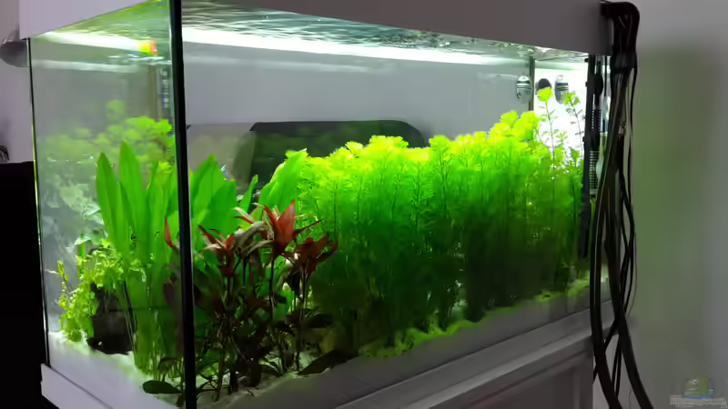 Aquarium White Sands von Glyzerine (12)