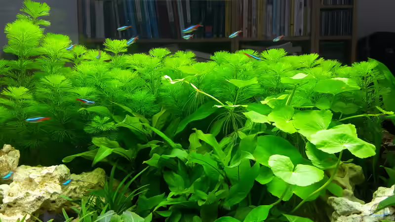 Aquarium White Sands von Glyzerine (14)