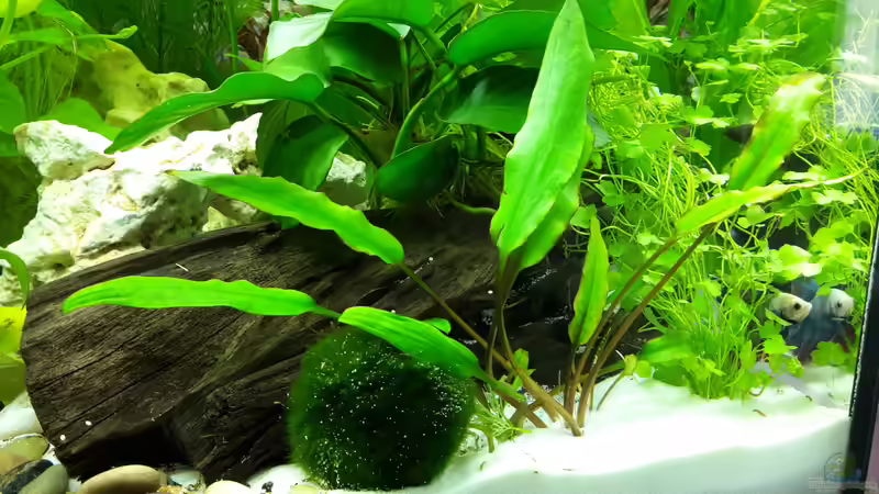 Aquarium White Sands von Glyzerine (15)