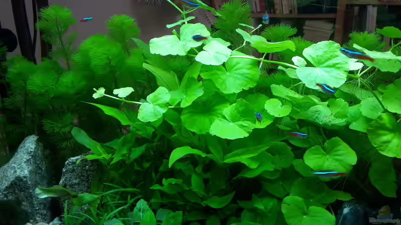 Aquarium White Sands von Glyzerine (2)