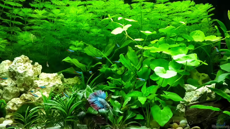 Aquarium White Sands von Glyzerine (5)