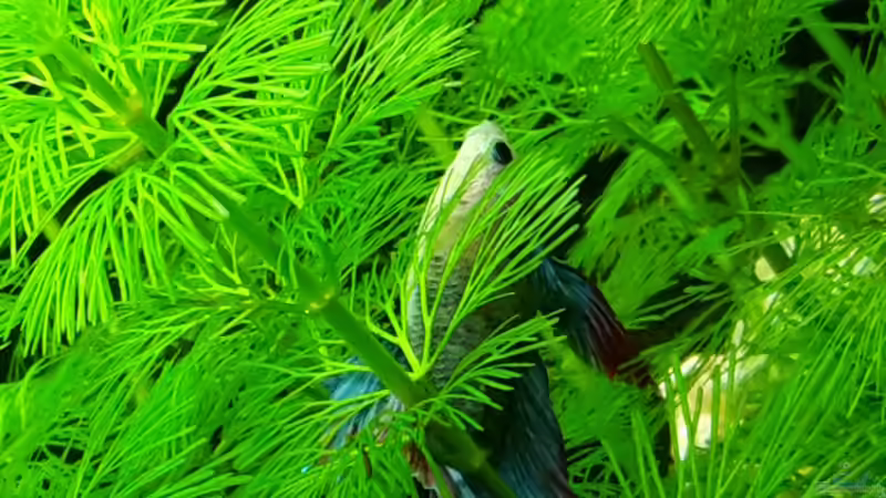 Aquarium White Sands von Glyzerine (6)