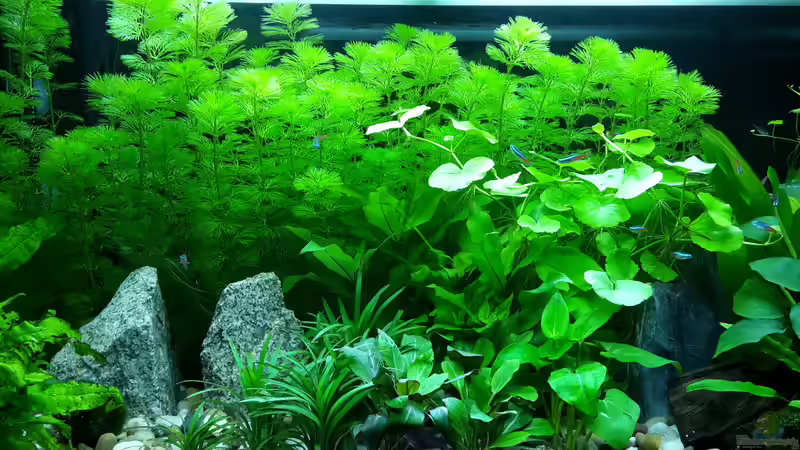 Aquarium White Sands von Glyzerine (8)