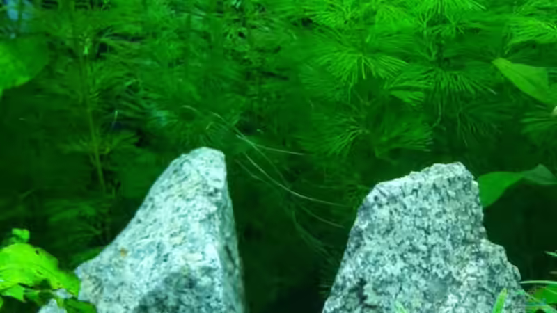 Aquarium White Sands von Glyzerine (9)