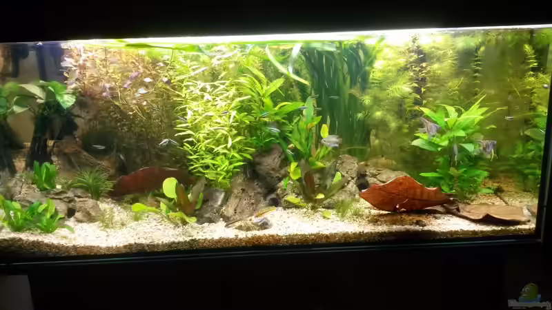 Aquarium wild stones and plants von Dreadnought (11)