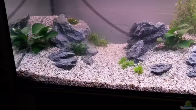 Aquarium wild stones and plants von Dreadnought (5)