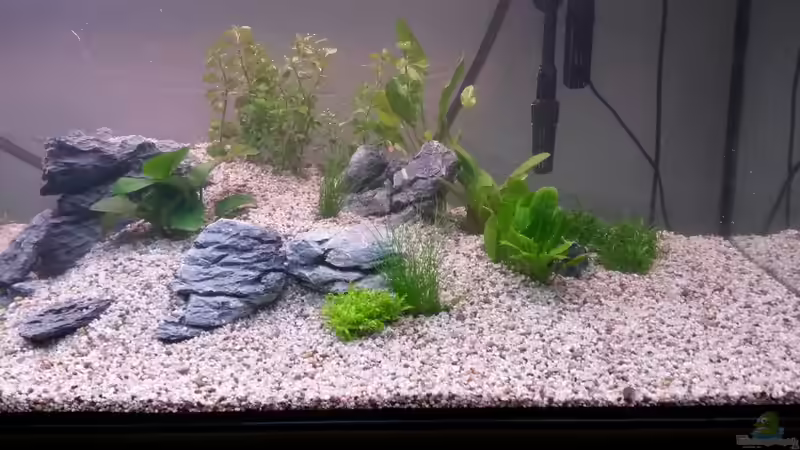 Aquarium wild stones and plants von Dreadnought (6)
