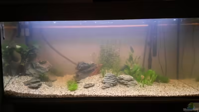 Aquarium wild stones and plants von Dreadnought (7)