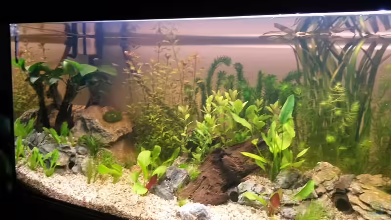 Aquarium wild stones and plants von Dreadnought (8)