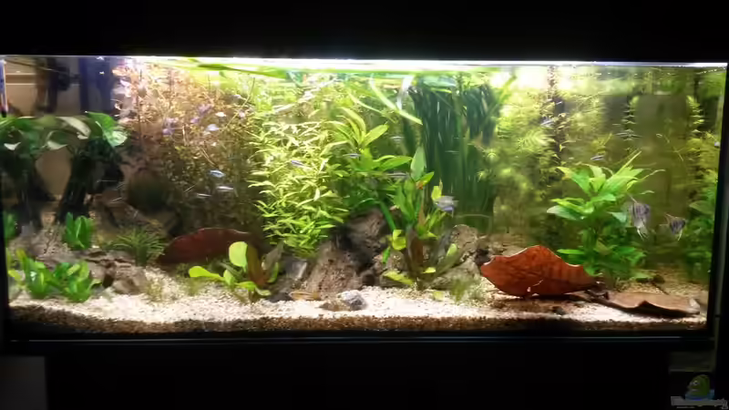 Aquarium wild stones and plants von Dreadnought (9)