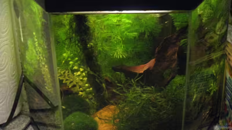 Aquarium Wilde 13 von Maclya (2)