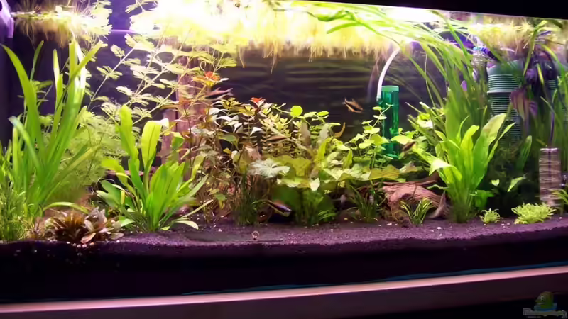 Aquarium Wilder Mix...aber mir gefällts von Jukey (3)
