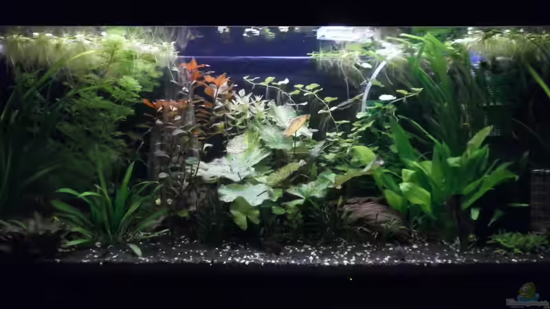 Aquarium Wilder Mix...aber mir gefällts von Jukey (4)