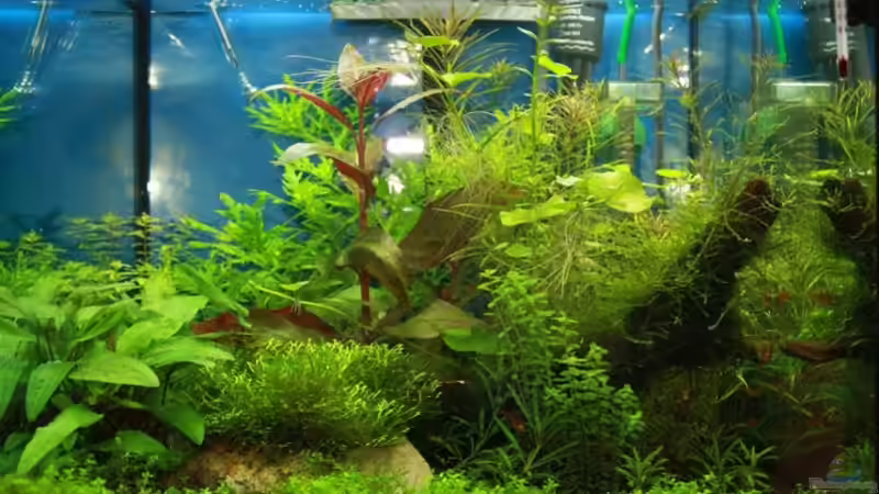 Aquarium Wilder Würfel von furt (2)