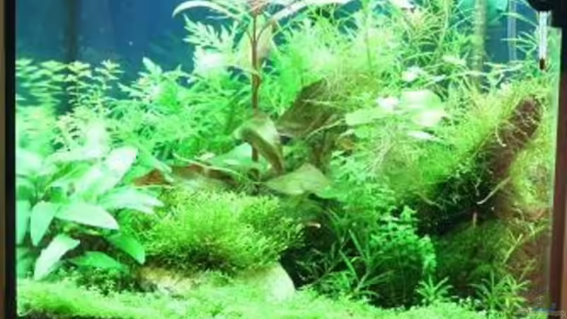 Aquarium Wilder Würfel von furt (3)