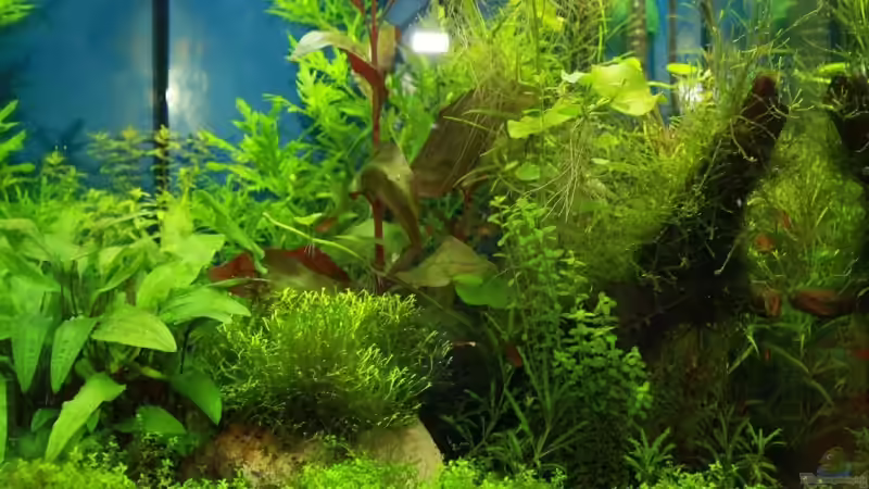 Aquarium Wilder Würfel von furt (4)