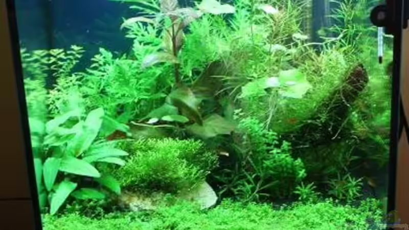 Aquarium Wilder Würfel von furt (5)