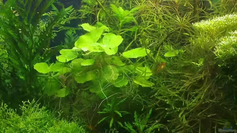 Aquarium Wilder Würfel von furt (6)