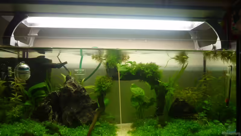 Aquarium Wilderstrand von Stefan Rohland (2)