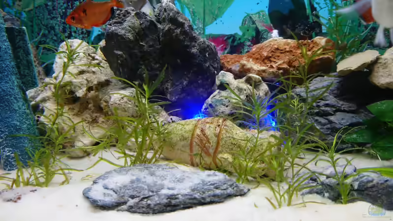 Aquarium Wildes Spiel von Wolfgang N (2)