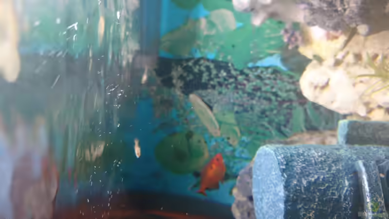 Aquarium Wildes Spiel von Wolfgang N (4)