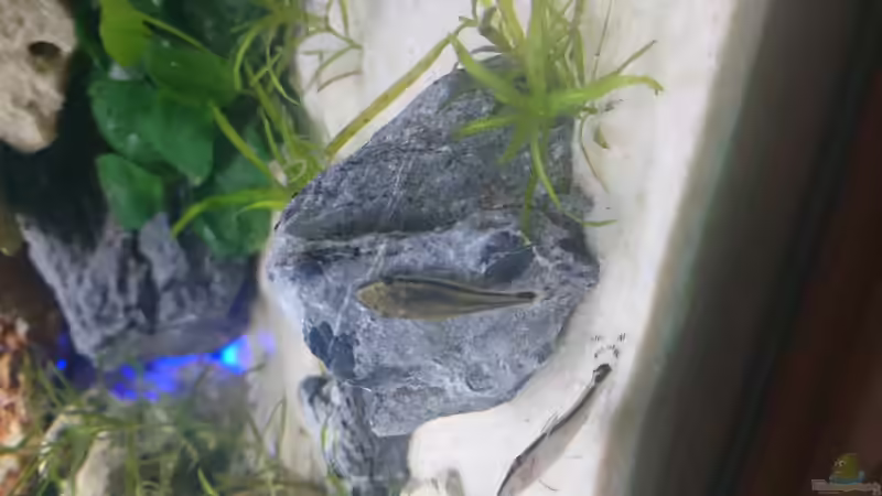 Aquarium Wildes Spiel von Wolfgang N (5)