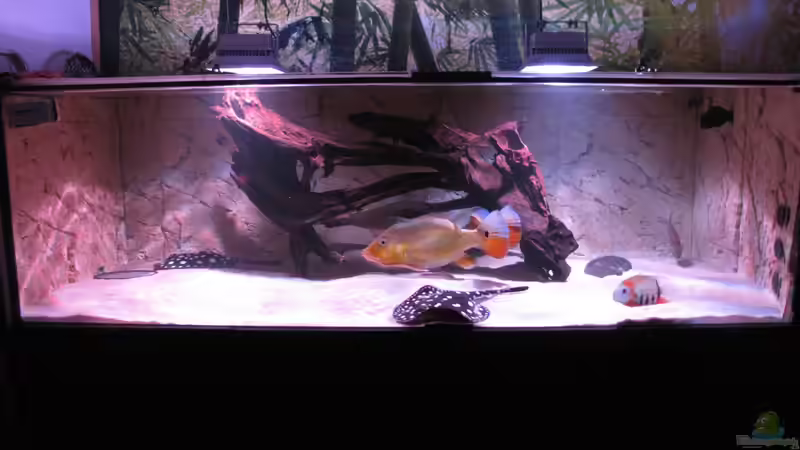 Aquarium Wildes Wohnzimmer ( Nur noch als Beispiel) von Leo-FAN (12)