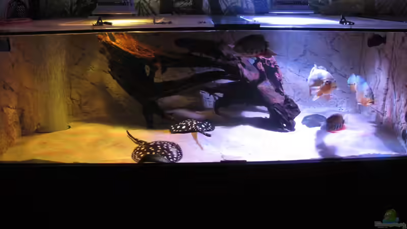 Aquarium Wildes Wohnzimmer ( Nur noch als Beispiel) von Leo-FAN (13)