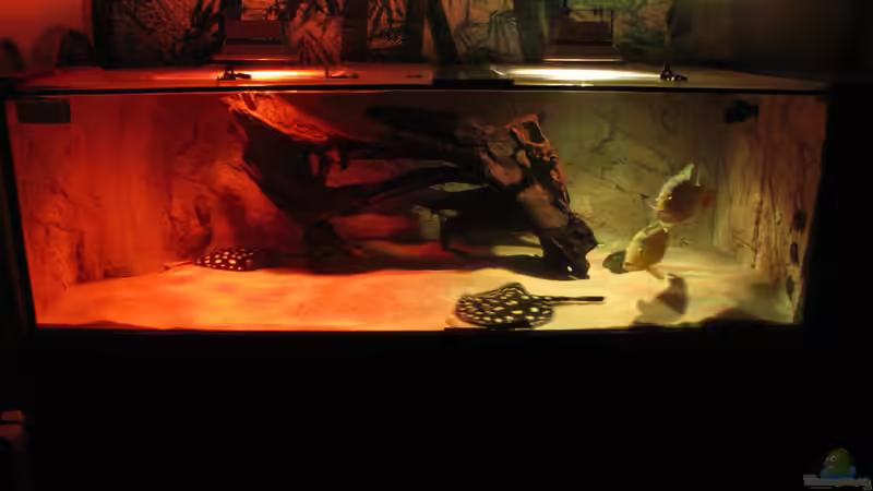 Aquarium Wildes Wohnzimmer ( Nur noch als Beispiel) von Leo-FAN (14)