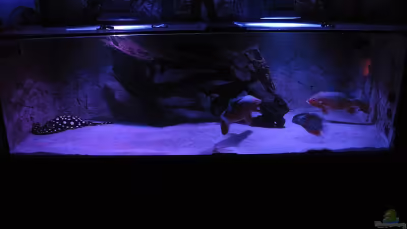 Aquarium Wildes Wohnzimmer ( Nur noch als Beispiel) von Leo-FAN (18)