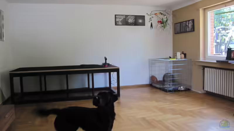 Aquarium Wildes Wohnzimmer ( Nur noch als Beispiel) von Leo-FAN (4)