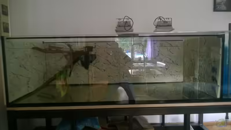 Aquarium Wildes Wohnzimmer ( Nur noch als Beispiel) von Leo-FAN (8)