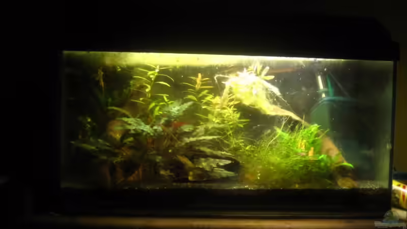 Aquarium Wirbellose von Lisa K. (2)