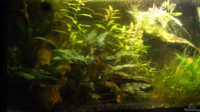 Aquarium Wirbellose von Lisa K. (3)