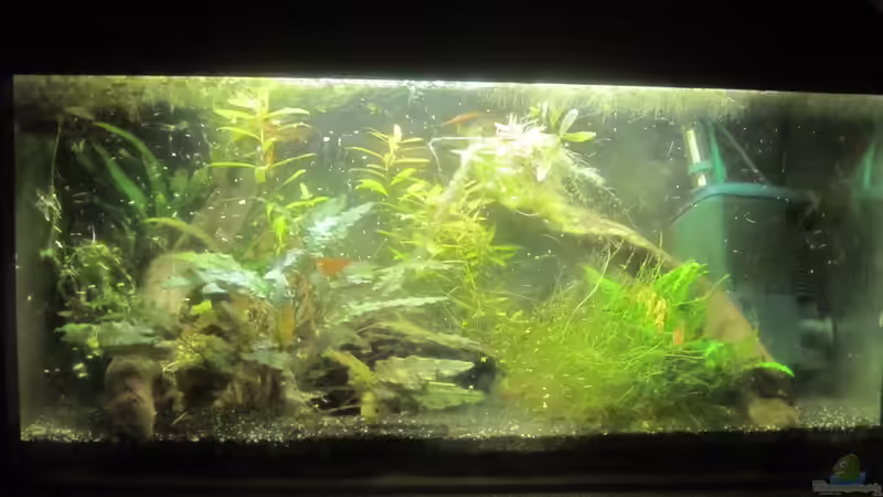 Aquarium Wirbellose von Lisa K. (4)