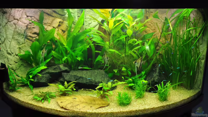 Aquarium Woha Meta von jmvitt (4)