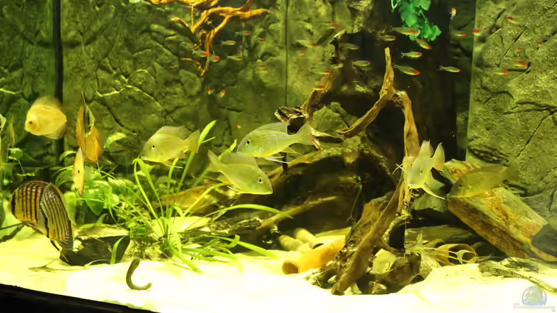 Aquarium Wohnzimmer Uferzone von T-Aquatics (11)
