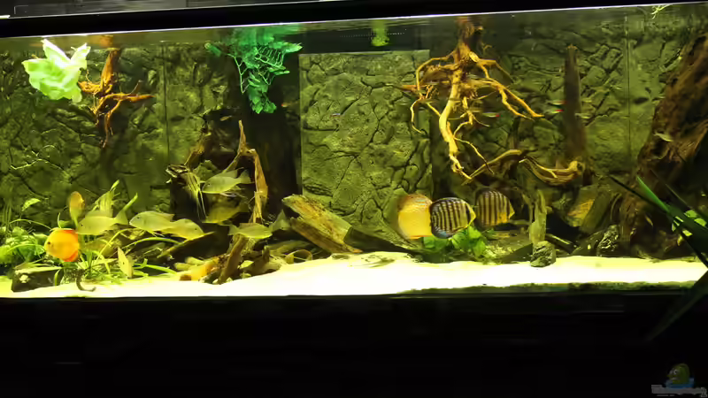Aquarium Wohnzimmer Uferzone von T-Aquatics (13)