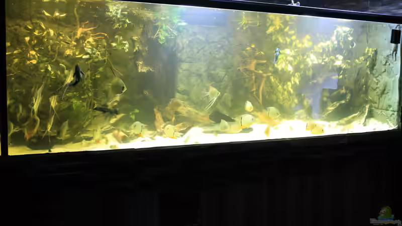 Aquarium Wohnzimmer Uferzone von T-Aquatics (16)
