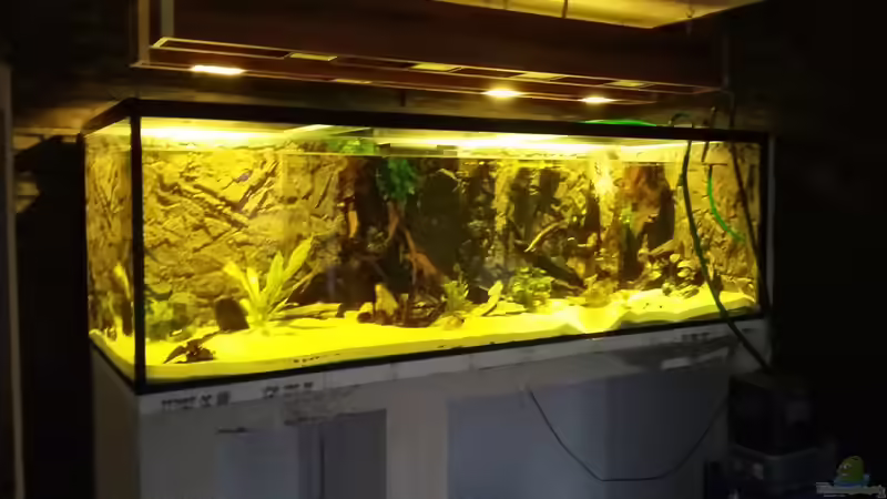 Aquarium Wohnzimmer Uferzone von T-Aquatics (7)