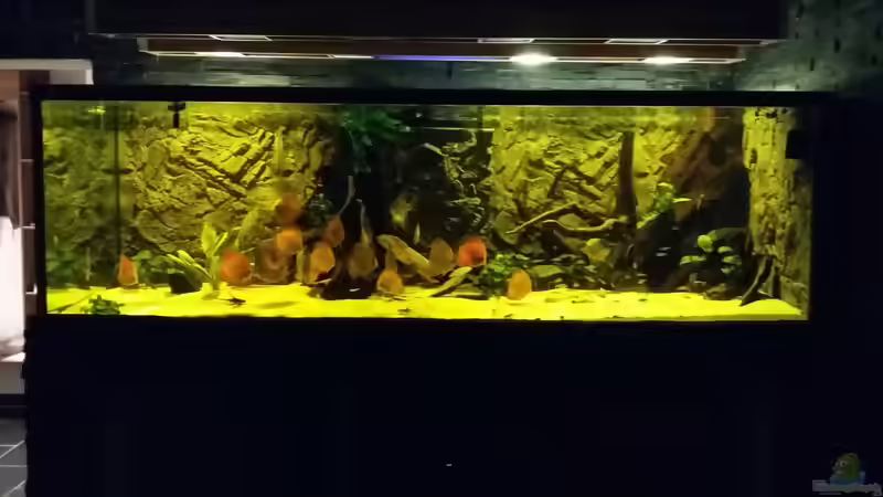 Aquarium Wohnzimmer Uferzone von T-Aquatics (8)