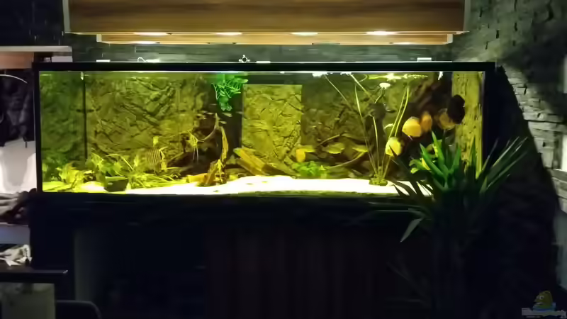 Aquarium Wohnzimmer Uferzone von T-Aquatics (9)