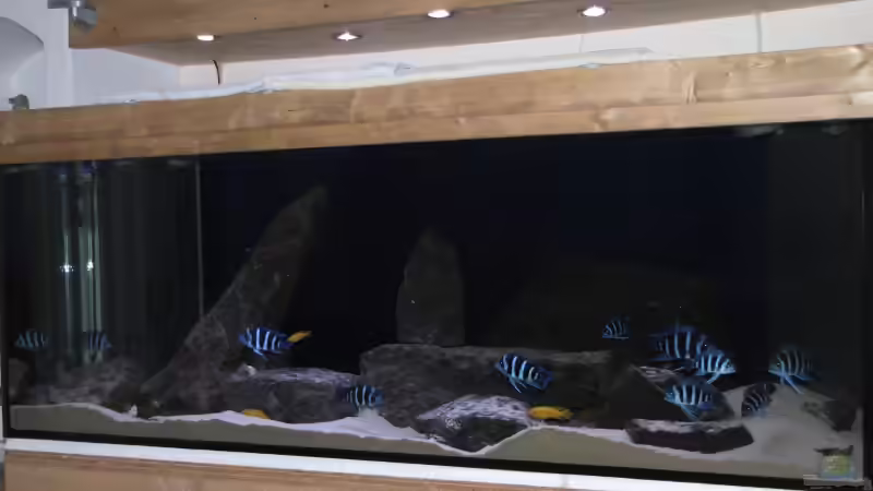 Aquarium Wohnzimmer von AquaMalawi (3)