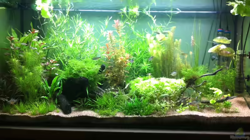 Aquarium Wohnzimmeraquarium von Merrick (2)