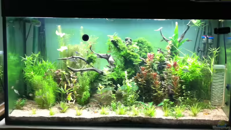 Aquarium Wohnzimmeraquarium von Merrick (3)